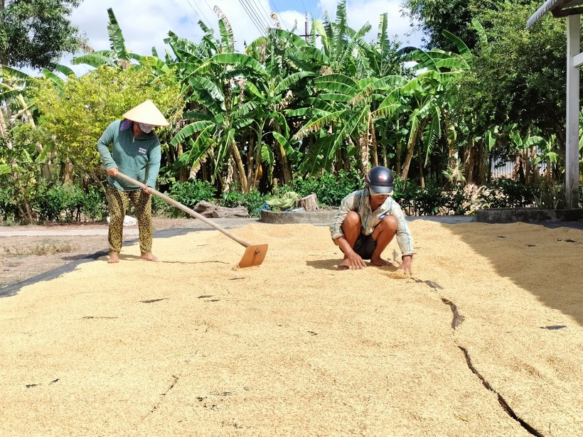 Hơn 12.000ha lúa vụ Đông Xuân ở Cà Mau đối mặt nguy cơ hạn hán vì thiếu nước