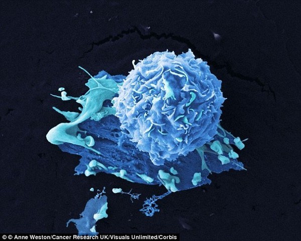 Mối liên hệ giữa đậu nành và nguy cơ phát triển ung thư vú