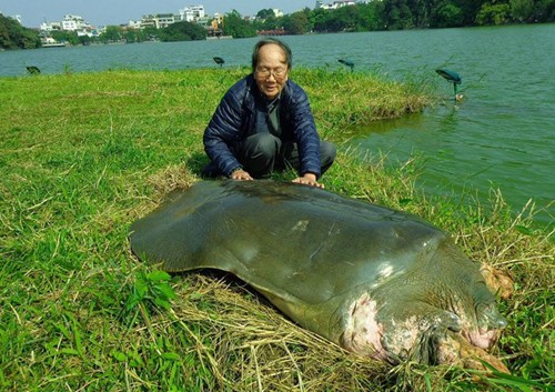 PGS Hà Đình Đức gắn bó hơn 20 năm với rùa Hồ Gươm.