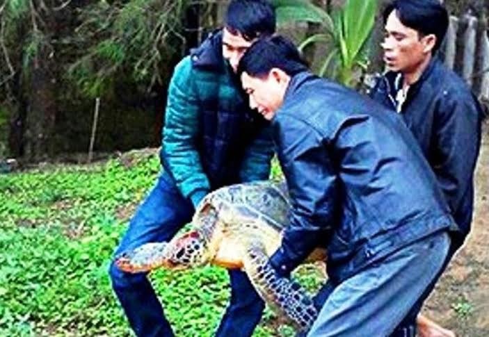 Cá thể rùa biển quý hiếm được cứu hộ thành công sáng 28/3 tại huyện Phú Lộc. Ảnh: Minh Hiếu