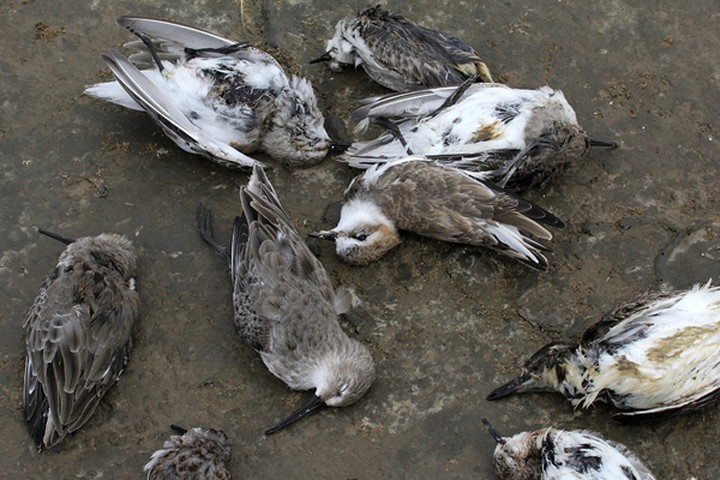 Ngôi làng bí ẩn nơi có hàng ngàn con chim bay đến "tự sát" mỗi năm