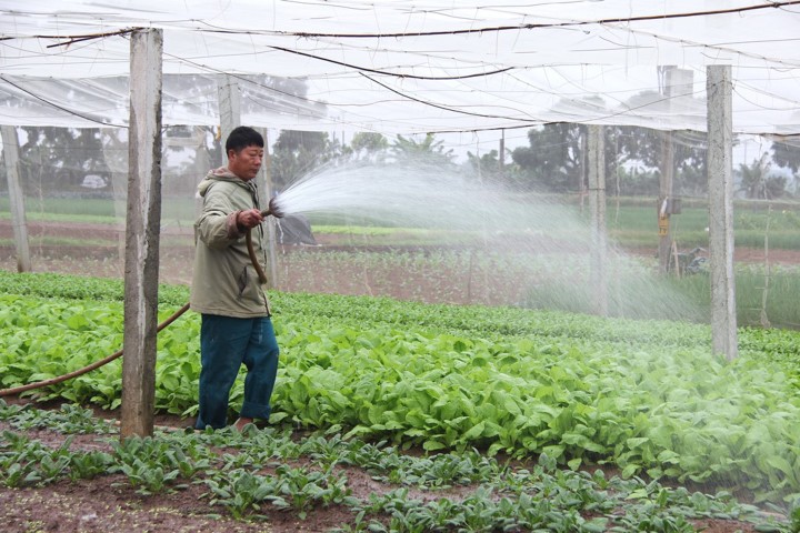 Về vùng đất cung cấp rau sạch lớn nhất Hà Nội