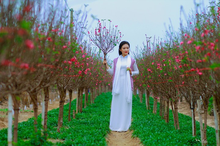 Thiếu nữ Hà Nội tìm về nét tinh khôi xưa bên hoa đào