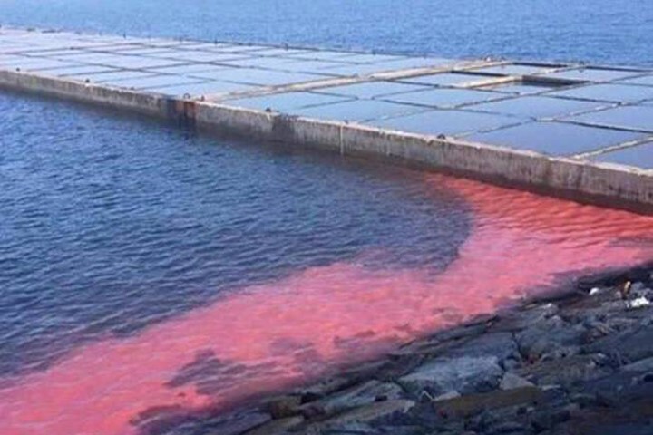 Dải nước đỏ khoảng 50 m xuất hiện ngày 18/2 tại cảng Sơn Dương. Ảnh: Infonet.