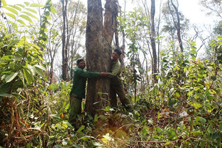 Hai “mãnh hổ” Rơ Mah Kem (trái) và Nguyễn Hữu Mạnh bên rừng hương do hai ông chăm sóc, gìn giữ. Ảnh: Đình Văn