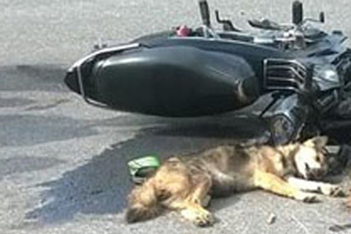 Tông con chó chạy trên quốc lộ, một người đi xe máy thiệt mạng