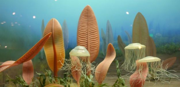 Dạng sống cổ xưa ở dưới đại dương có hình dạng giống chiếc lá.