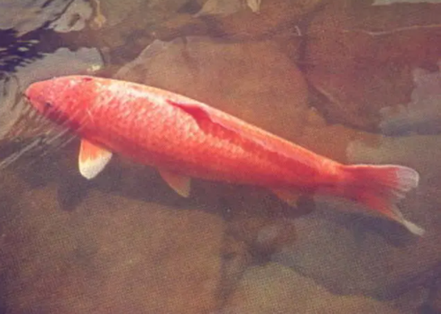 Con cá Koi màu đỏ tươi sinh năm 1751, vào giữa thời kỳ Tokugawa ở Nhật Bản.