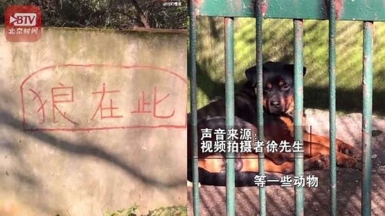 Sở thú Trung Quốc gây phẫn nộ khi biến chó Rottweiler thành chó sói.