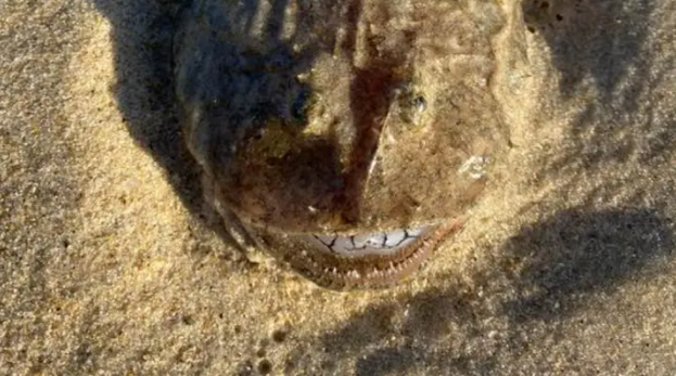 Cá kinh dị có răng như người nằm chình ình trên bờ biển Australia.