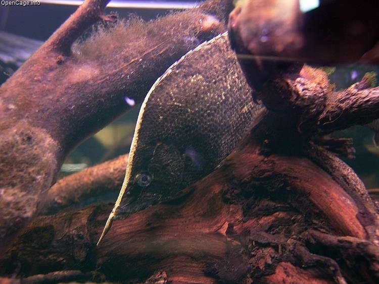Loài cá ngụy trang giống hệt chiếc lá chết trôi gần đáy sông.