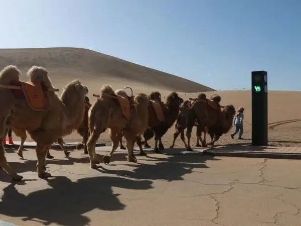 Đèn giao thông được lắp cho lạc đà.