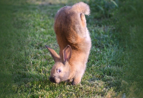 Loài thỏ khiếm khuyết gen.
