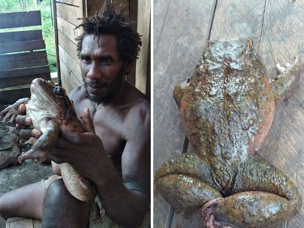 Phát hiện loài ếch khổng lồ "to bằng em bé" ở Quần đảo Solomon.