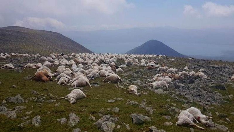 Đàn cừu hơn 500 con bị sét đánh chết đồng loạt.