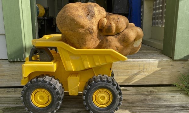 Cặp vợ chồng người New Zealand đào được "Doug", có khả năng là củ khoai tây nặng nhất thế giới.