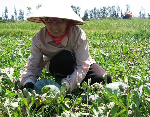 Người dân trồng dưa theo mô hình VietGap đứng trước cơ hội lớn khi cung cấp sản phẩm cho các nhà hàng khách sạn trên địa bàn tỉnh Quảng Bình