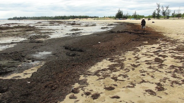 Rong biển chết tấp vào bờ biển xã Quảng Phú (huyện Quảng Trạch tỉnh Quảng Bình)