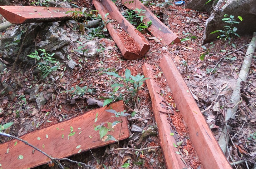 Nhiều loại gỗ quý bị "lâm tặc" cắt xẻ tại rừng Quốc gia Phong Nha - Kẻ Bàng
