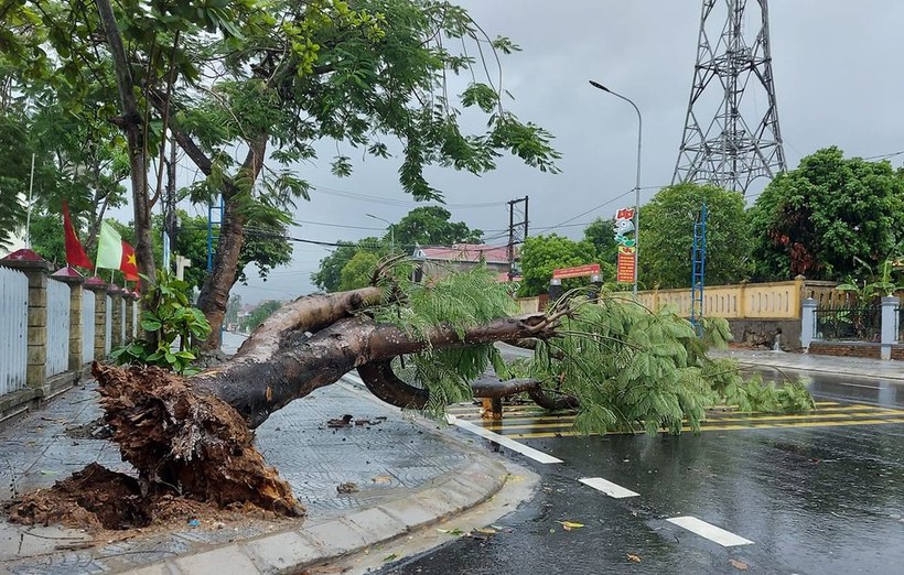 Cây Phượng lớn ở trung tâm Thị trấn Đồng Lê (Tuyên Hoá - Quảng Bình) bị bật gốc do ảnh hưởng gió bão số 5. (Ảnh Văn Trần).