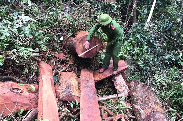 Lực lượng chức năng đo đếm trữ lượng gỗ bị lâm tặc hạ