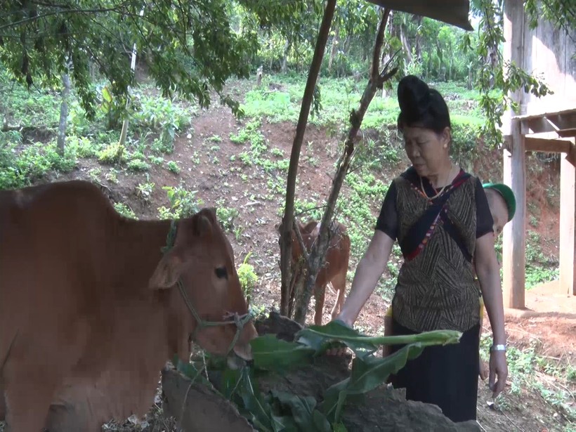 Mô hình chăn nuôi bò hiệu quả từ vốn tín dụng chính sách ở Sốp Cộp (Sơn La)