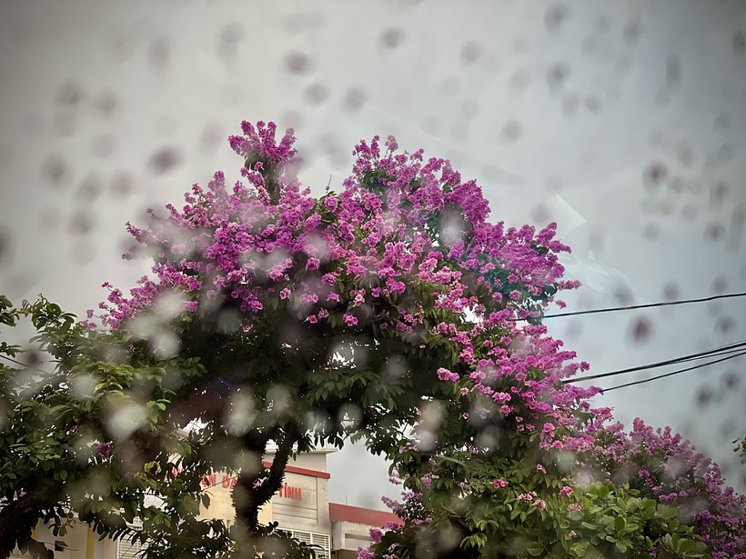 Hoa bằng lăng "nhuộm" tím đường phố Hà Tĩnh