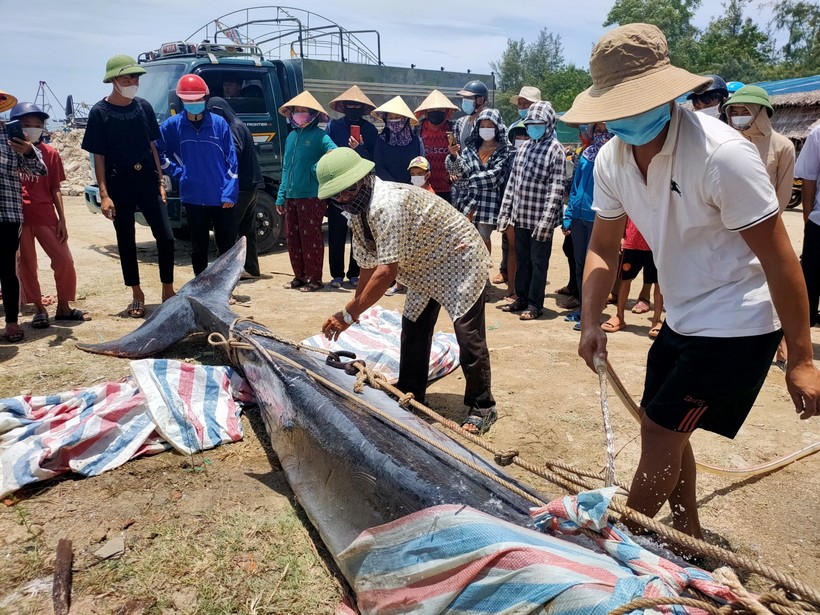 Xác cá voi nặng hơn 700 kg trôi dạt vào vùng biển xã Cẩm Lĩnh (huyện Cẩm Xuyên).