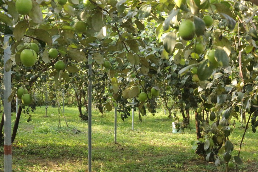 Mô hình vườn táo hữu cơ tại huyện Đức Thọ (Hà Tĩnh).