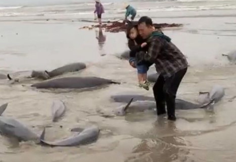 Đàn cá nược được ngư dân Nghi Xuân (Hà Tĩnh) bắt trong sáng 16/3. Ảnh người dân cung cấp