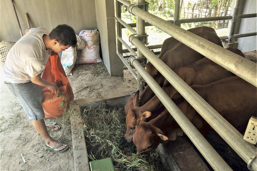 Người Ơ Đu chăn nuôi bò ở bản Văng Môn xã Nga Mi, huyện Tương Dương.