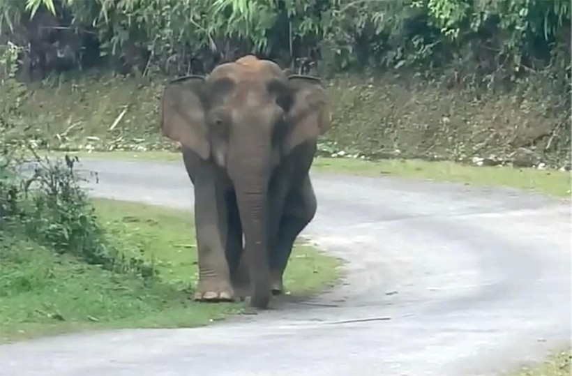 Sau khi bị xua đuổi, cá thể voi đã đi ra đường lớn vào sáng 8/12.