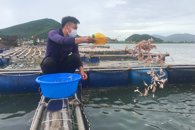 Anh Trần Văn Duy rải thức ăn cho 15 lồng cá của mình. (Ảnh: Phạm Tâm)
