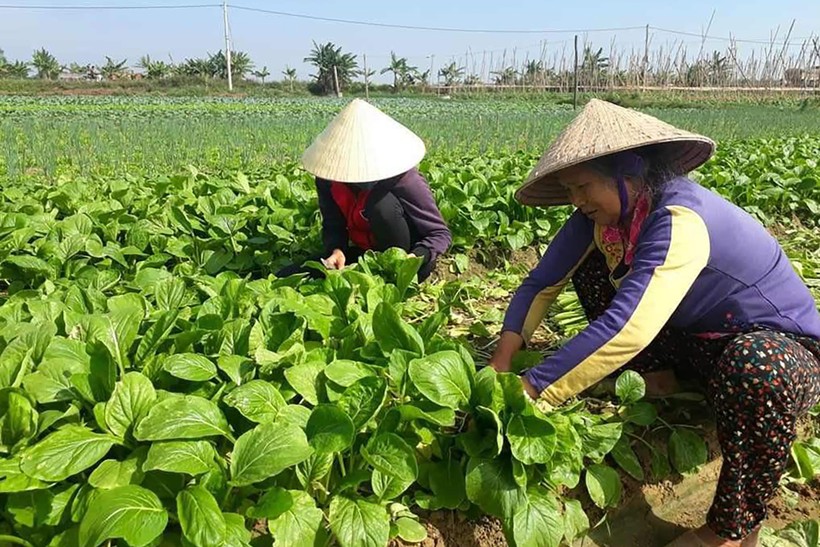 Người dân xã Quỳnh Minh, huyện Quỳnh Lưu thu hoạch rau cải. (Ảnh: PT)