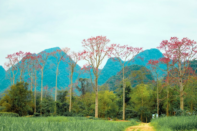 Thời điểm này, những cây hoa Gạo (Mộc Miên) trên các con đường, sườn núi, ven sông ở xã Tam Sơn (huyện Anh Sơn, Nghệ An) lại bung nở đỏ thắm.
