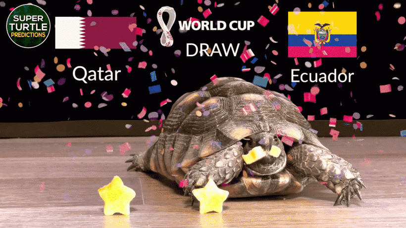 Thần Rùa tiên tri dự đoán Qatar thua Ecuador ở trận mở màn World Cup 2022.