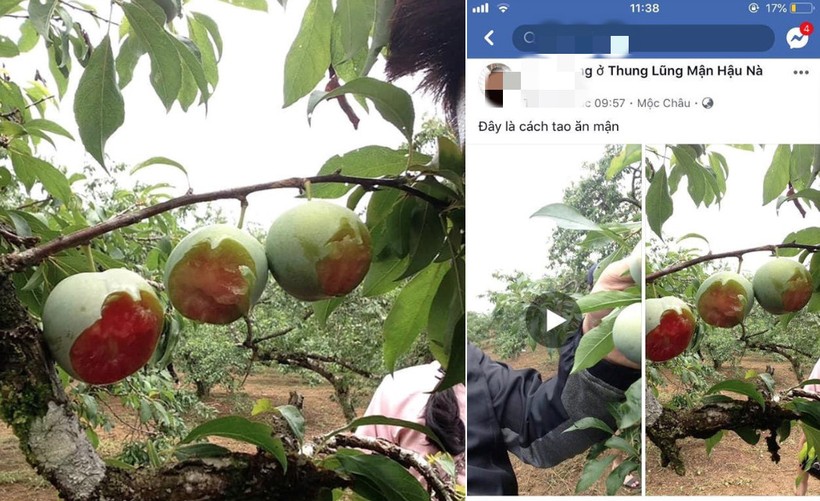 Phẫn nộ nhóm du khách bỏ 20.000 đồng vào vườn mận, gặm quả nham nhở trên cây