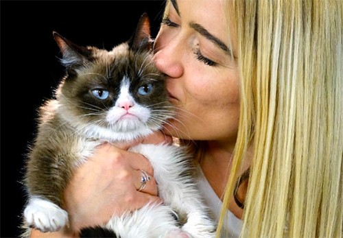 Cô mèo “cáu kỉnh” Grumpy Cat nổi tiếng thế giới qua đời