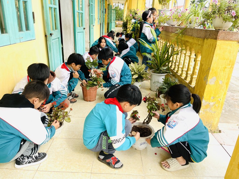 Các em học sinh trồng cây mới thay cho cây cũ vào các chậu cây xanh ở từng lớp dưới sự hướng dẫn của thầy cô. 