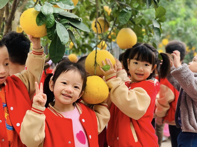 Trẻ được quan sát, trải nghiệm ở vườn Bưởi trĩu quả tại Trường Mầm non Ngô Thì Nhậm nên rất hào hứng.