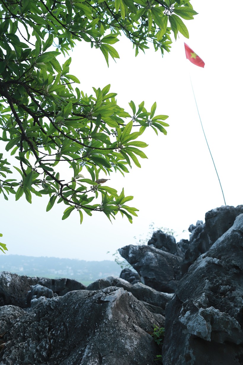 Cây cối ở Chùa Vô Vi quanh năm xanh tốt và tỏa bóng mát đem lại cảm giác dễ chịu, thư thái cho người tới vãn cảnh chùa.