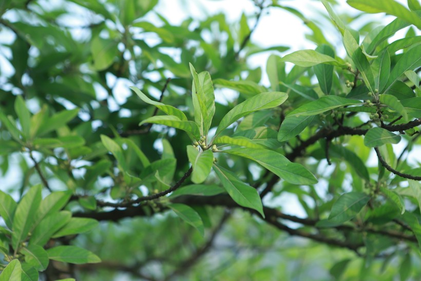 Cây cối ở Chùa Vô Vi quanh năm xanh tốt và tỏa bóng mát đem lại cảm giác dễ chịu, thư thái cho người tới vãn cảnh chùa.