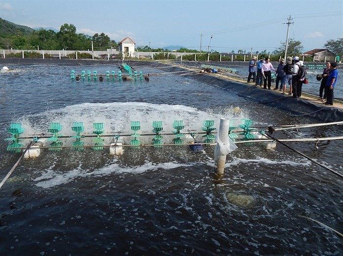 mô hình nuôi tôm nước lợ hiệu quả ở Khánh Hòa