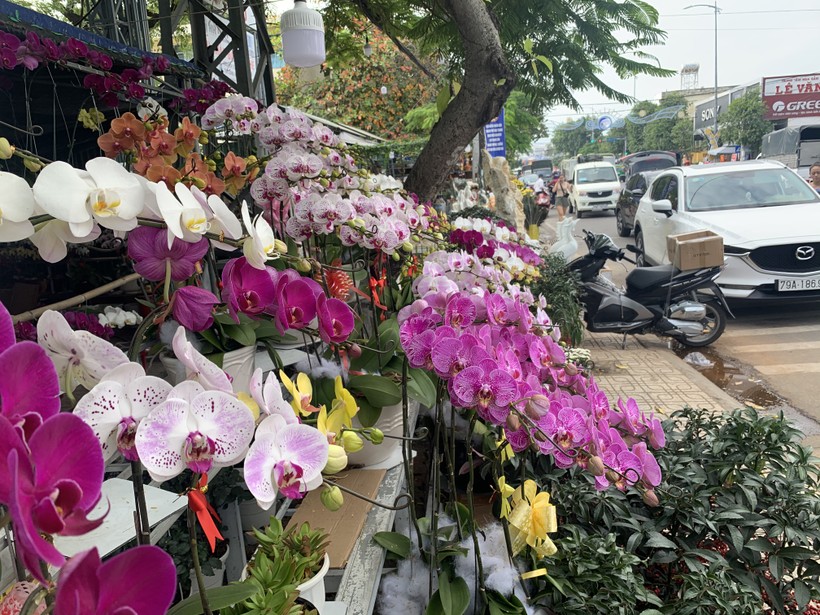 Nha Trang: Lan Hồ Điệp giá cao vẫn hút khách