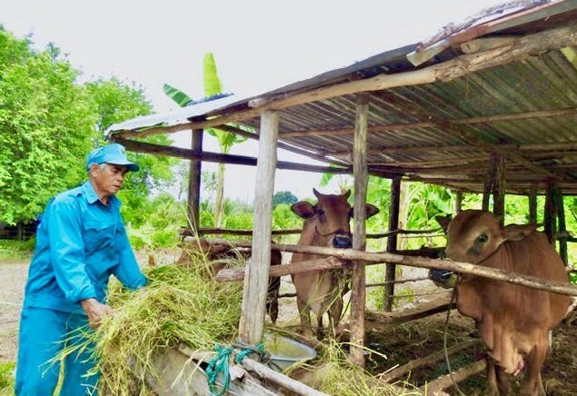 Nhờ  nhận khoán bảo vệ rừng. Hộ ông Trân Tô Ha Riết, ở thôn Lập Lá, xã Lâm Sơn, huyện Ninh Sơn, tỉnh Ninh Thuận đã có được ba con bò cái, trị giá hơn 50 triệu đồng .