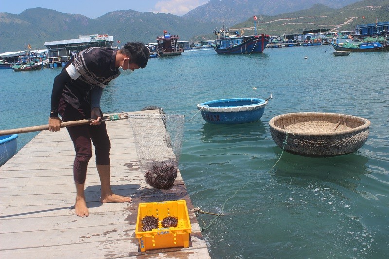 Nhiều sản phẩm tôm hùm, hải sản trên vịnh Nha Trang được khách yêu thích.