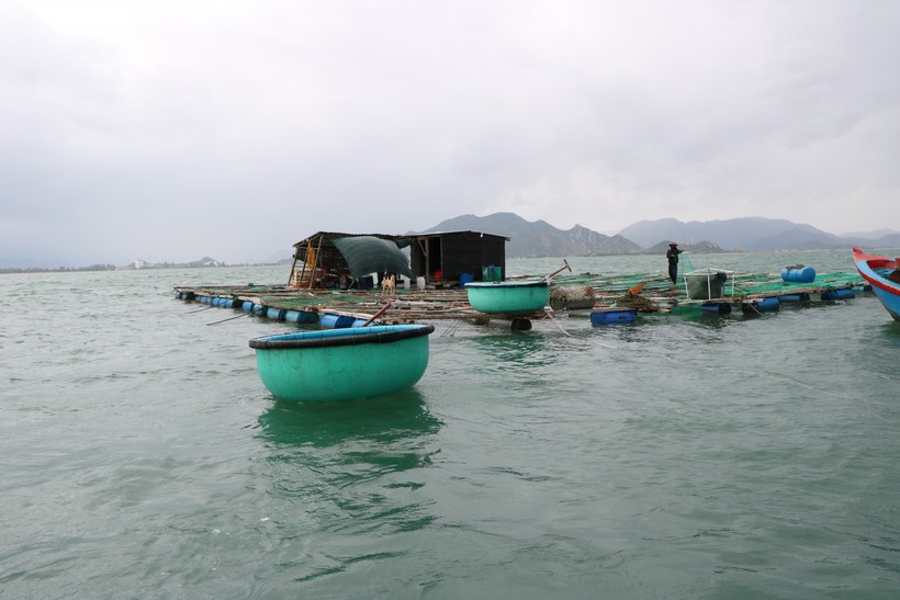  UBND tỉnh Khánh Hòa ngư dân, các hộ nuôi trồng thủy sản trên các lồng bè ngưng các hoạt kể từ 18 giờ ngày 27/10/2020. 