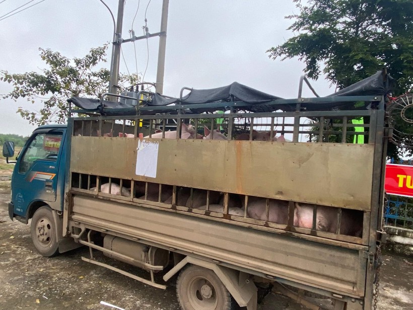 Chiếc xe tải bị phát hiện chở hàng chục con lợn thịt không rõ nguồn gốc xuất xứ.