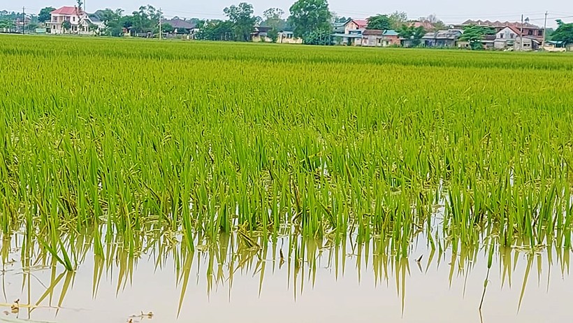 Mưa lũ trái mùa khiến 11.718 ha lúa ở Quảng Trị bị hư hỏng.