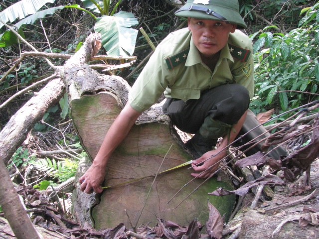 Cán bộ Hạt kiểm lâm Quan Sơn kiểm tra việc chặt phá rừng. Ảnh: Nguyễn Quỳnh 